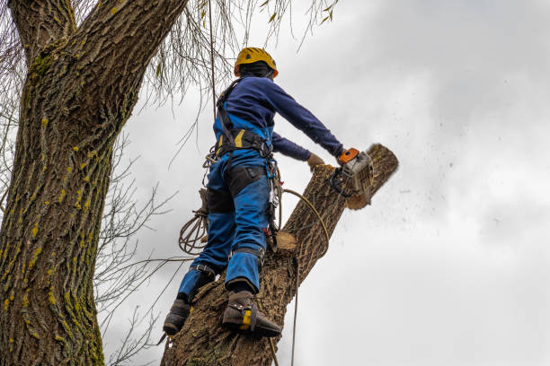 Best Tree Trimming and Pruning  in Abbeville, SC
