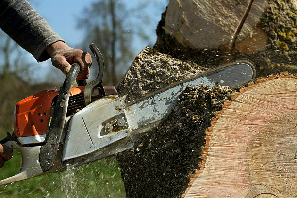 Best Fruit Tree Pruning  in Abbeville, SC