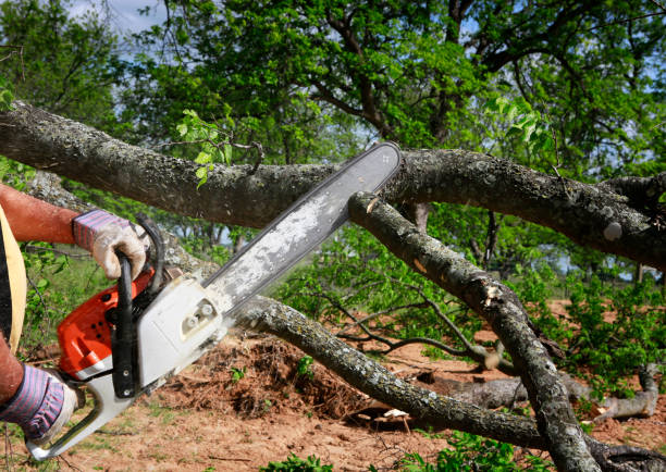 Best Lot and Land Clearing  in Abbeville, SC